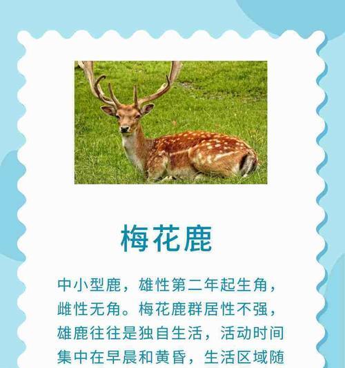 紫鹿花的寓意是什么？紫鹿花在花卉语言中代表了什么？