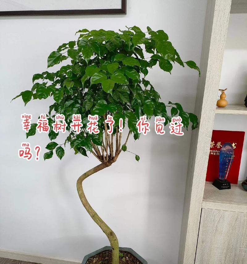 幸福树花语是什么？幸福树象征什么寓意？