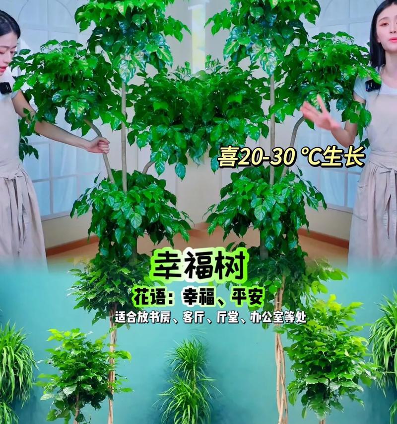 幸福树花语是什么？幸福树象征什么寓意？
