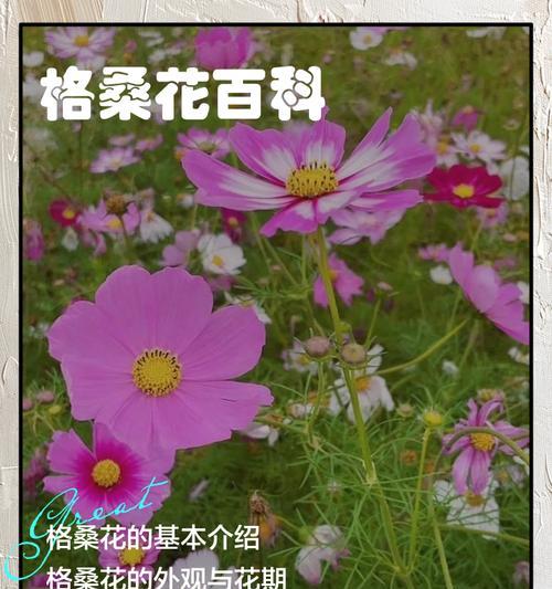 哪些花的花语代表着幸福？幸福花有哪些？
