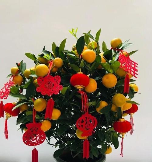 关于发财寓意的花有哪些品种？如何挑选？