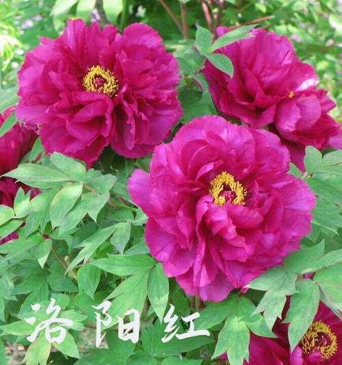 关于发财寓意的花有哪些品种？如何挑选？