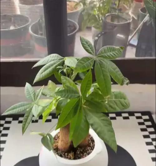 关于发财寓意的花有哪些品种？如何挑选？