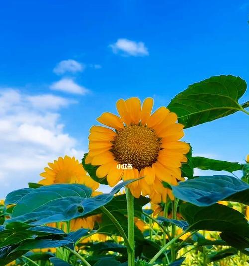 充满希望的花有哪些？花卉如何代表乐观与希望？