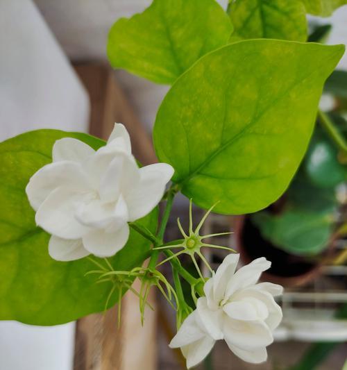 纯白的花象征着什么？白色花卉在不同文化中代表了哪些意义？