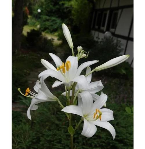 纯白的花象征着什么？白色花卉在不同文化中代表了哪些意义？