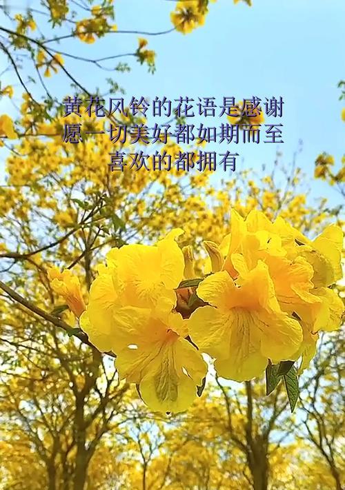 哪些花寓意结婚早生贵子？它们的花语能否预示美好的未来？