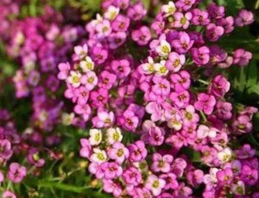 哪些花寓意结婚早生贵子？它们的花语能否预示美好的未来？