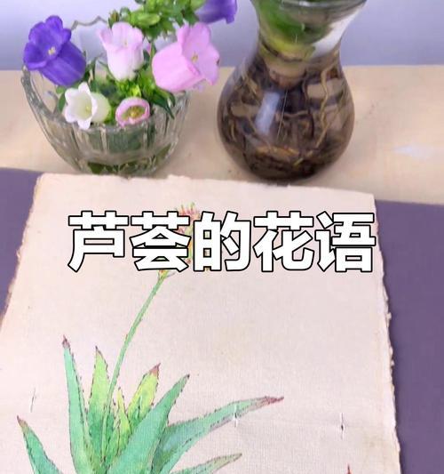 芦荟的花语有哪些？如何理解芦荟的寓意？