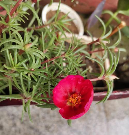 瓶插花卉的寓意和花语是什么？寓意好的有哪些？