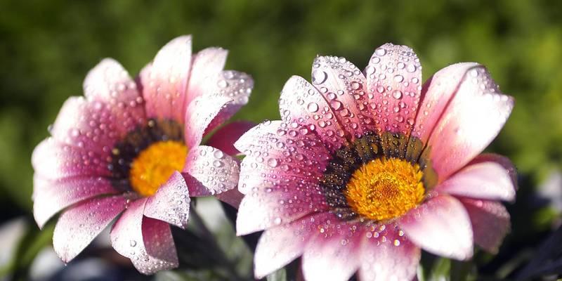 好闻又有寓意的花有哪些？哪些花卉既美观又有好寓意？