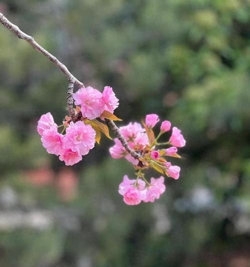 代表叛逆的花卉有哪些？探索花卉的叛逆寓意