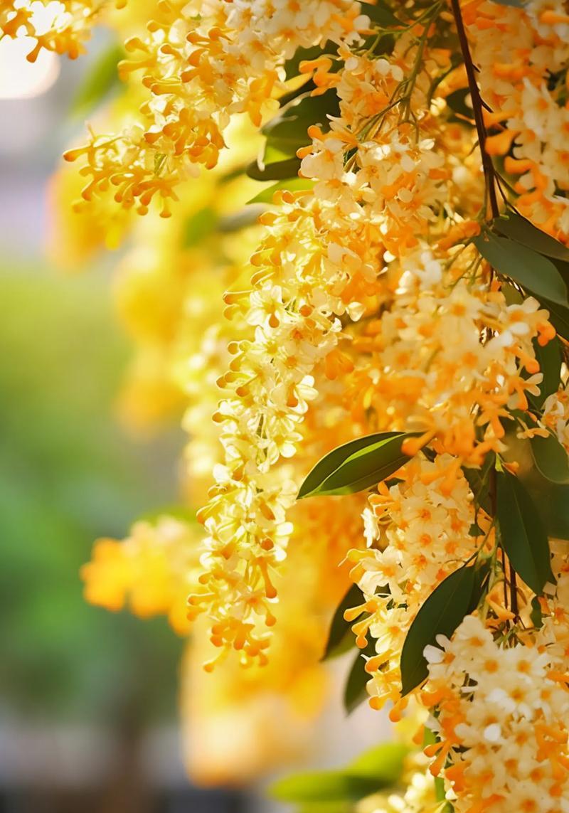 不亮的花表达什么含义？暗淡花朵的寓意是什么？