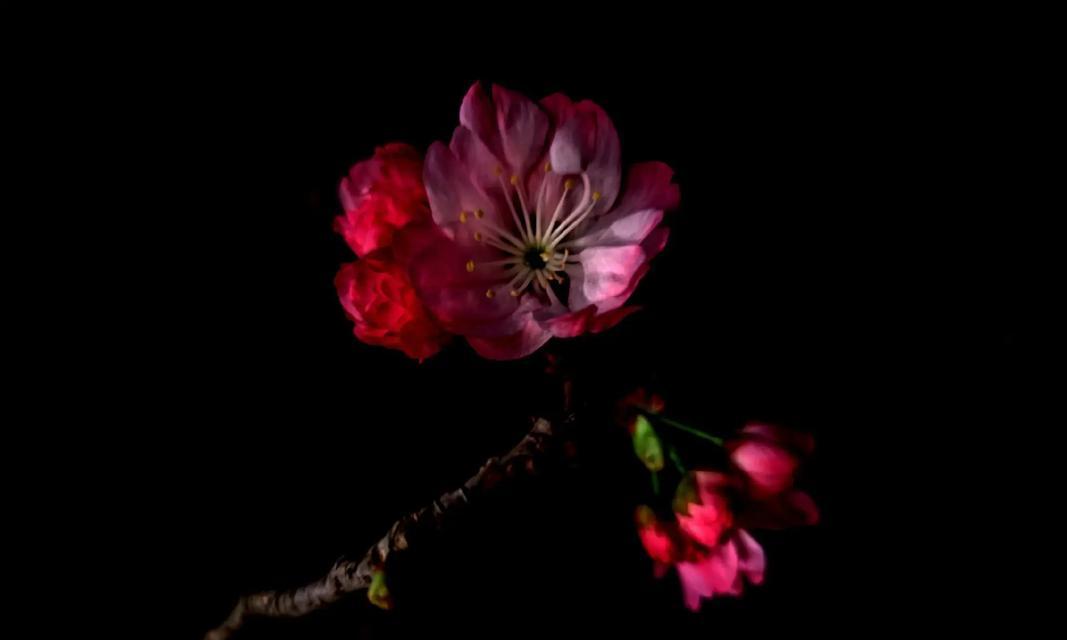 不亮的花表达什么含义？暗淡花朵的寓意是什么？