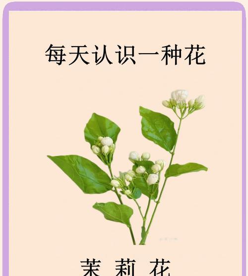 不亮的花表达什么含义？暗淡花朵的寓意是什么？