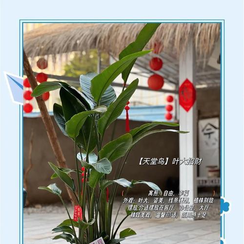 天堂鸟的花语含义是什么？它象征着什么？