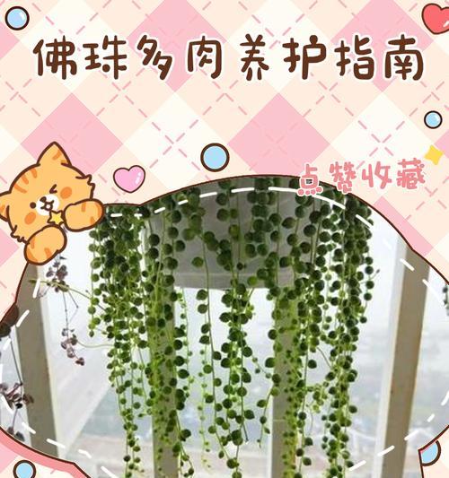 多肉佛珠开花，揭示内心的美丽（多肉佛珠开花的意义与启示）