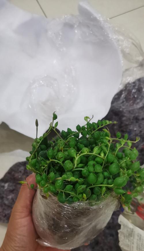 多肉佛珠开花，揭示内心的美丽（多肉佛珠开花的意义与启示）