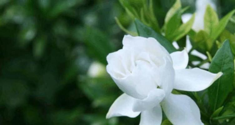 希望与曙光（点亮生命的芳香，散发坚定的信念）