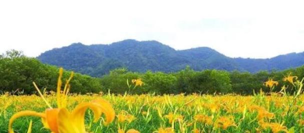 希望与曙光（点亮生命的芳香，散发坚定的信念）