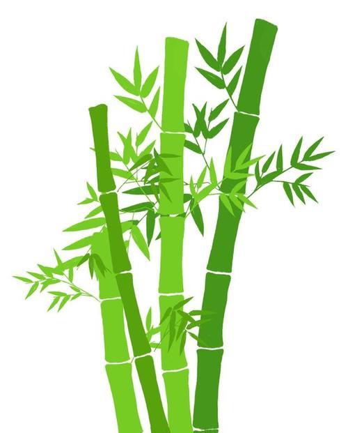 竹子的象征意义（传承千年的信念和智慧）