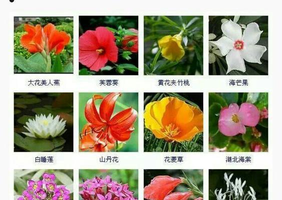 蓝色妖姬的花语与象征（揭秘蓝色妖姬花语，解读其象征意义）