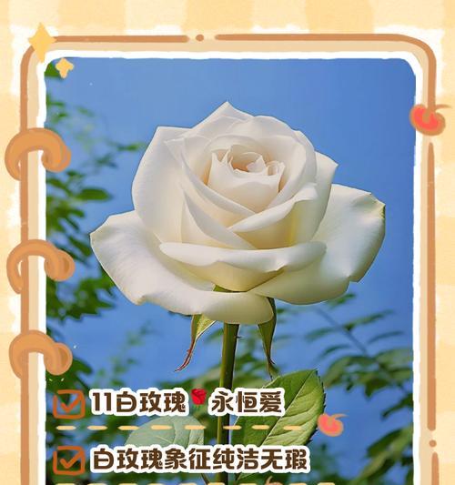 白玫瑰花语与适合的赠送对象（白玫瑰的花语及赠送对象选择）