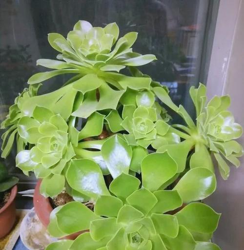 寓意吉祥的多肉植物（绿意盎然，吉祥永驻）