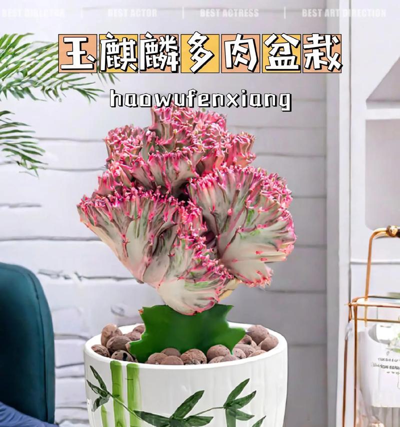 寓意吉祥的多肉植物（绿意盎然，吉祥永驻）