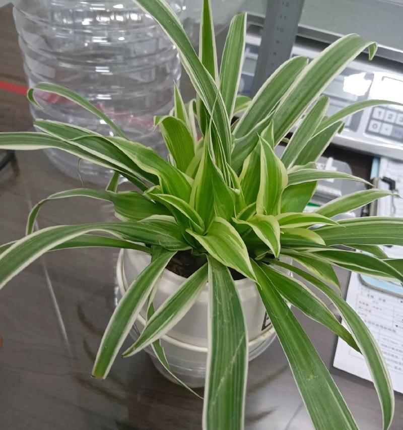 吊兰花语与寓意（探寻吊兰花的隐含含义）