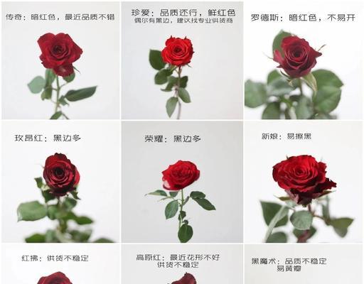 56朵玫瑰花的花语与意义（浪漫爱情的象征——56朵玫瑰花）