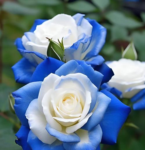 56朵玫瑰花的花语与意义（浪漫爱情的象征——56朵玫瑰花）