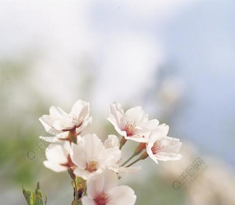 春之花开，生机盎然（春日花海，绽放美丽与希望）