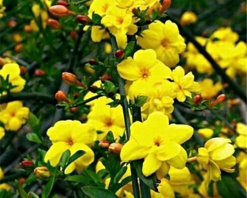 春之花开，生机盎然（春日花海，绽放美丽与希望）
