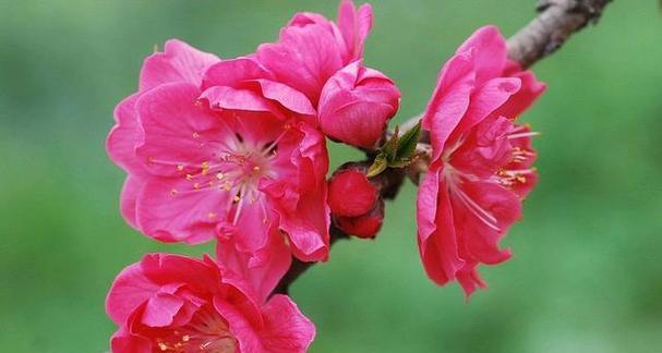 春之花开，生机盎然（春日花海，绽放美丽与希望）