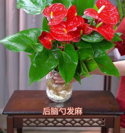 红掌的寓意和象征风水的意义（掌握红掌的代表意义，带来好运和繁荣）