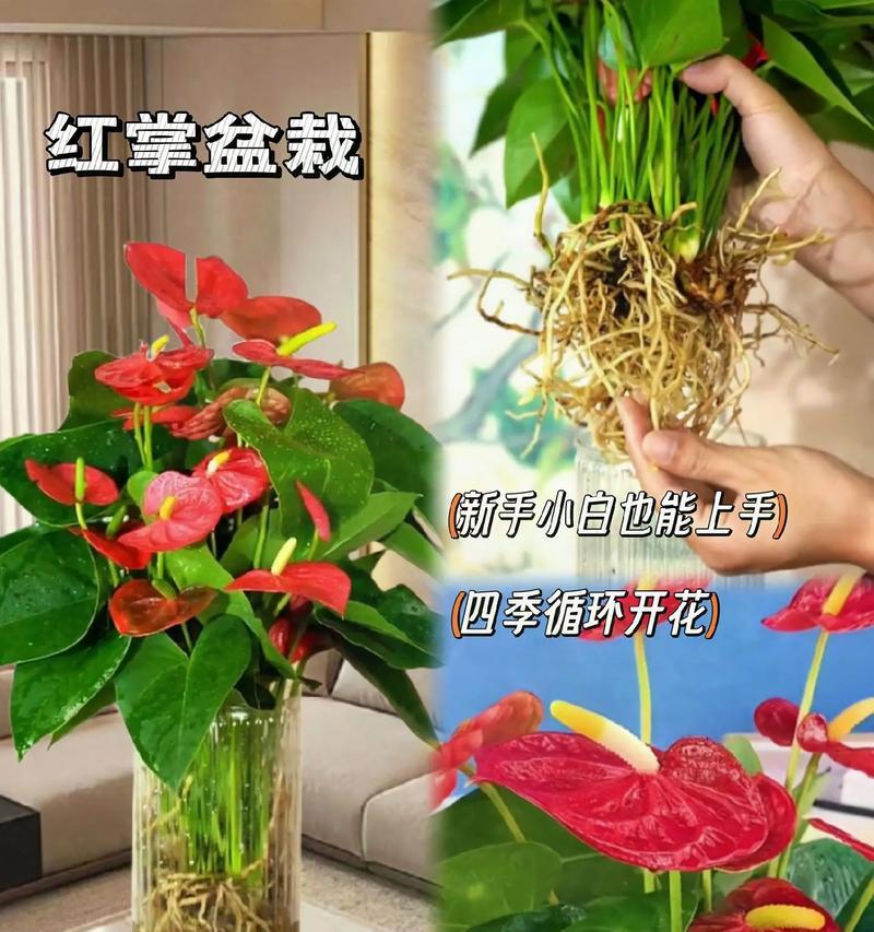 红掌的寓意和象征风水的意义（掌握红掌的代表意义，带来好运和繁荣）