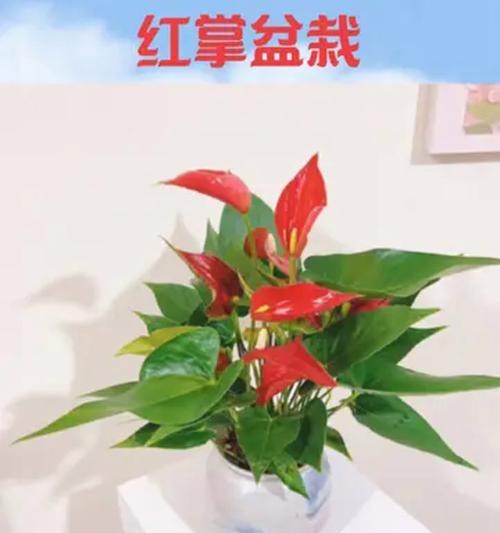 红掌的寓意和象征风水的意义（掌握红掌的代表意义，带来好运和繁荣）