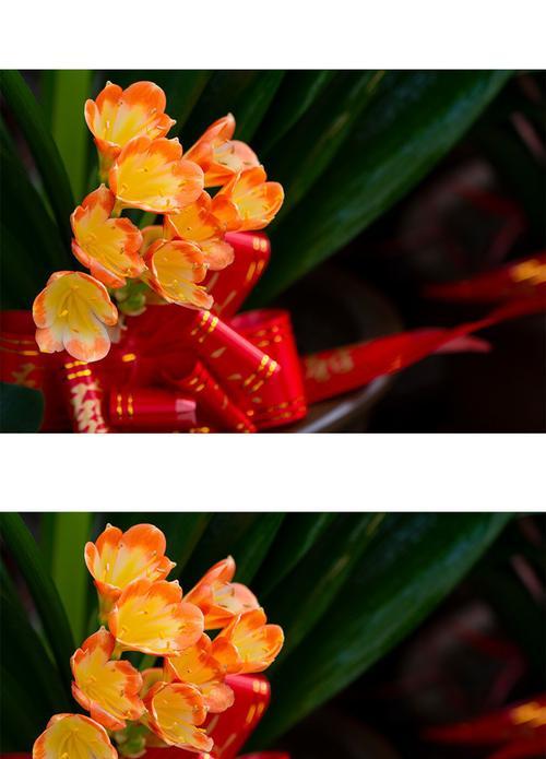 以君子兰花为象征的高尚品质（君子兰花的象征意义及其教诲）