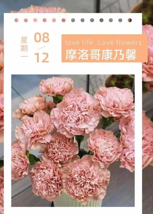 淡粉色玫瑰的花语（用一朵花的语言，传递爱与美好）