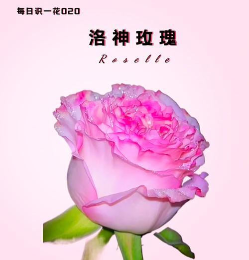 浅粉色玫瑰的花语与寓意（玫瑰花的浅粉色，情感与关怀）