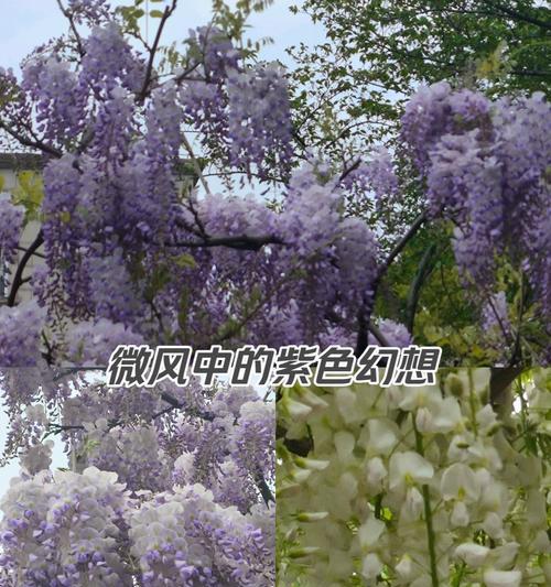 哪种藤花象征平安健康？它的花语是什么？