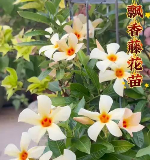哪种藤花象征平安健康？它的花语是什么？