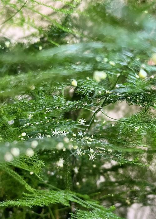 哪种藤花象征平安健康？它的花语是什么？