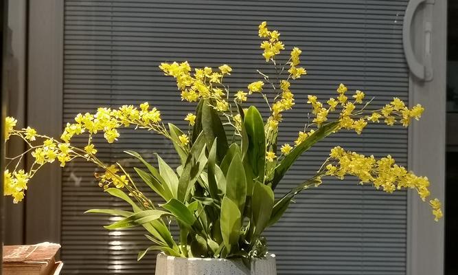 哪种黄色花寓意最美？黄色花的象征意义是什么？