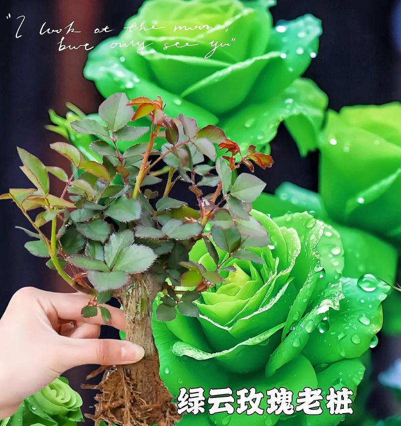 绿色玫瑰花代表什么？绿色玫瑰花的特别含义是什么？