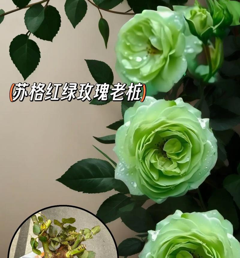 绿色玫瑰花代表什么？绿色玫瑰花的特别含义是什么？