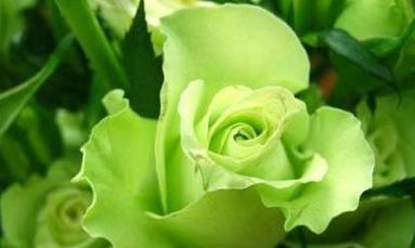 绿色玫瑰花代表什么？绿色玫瑰花的特别含义是什么？