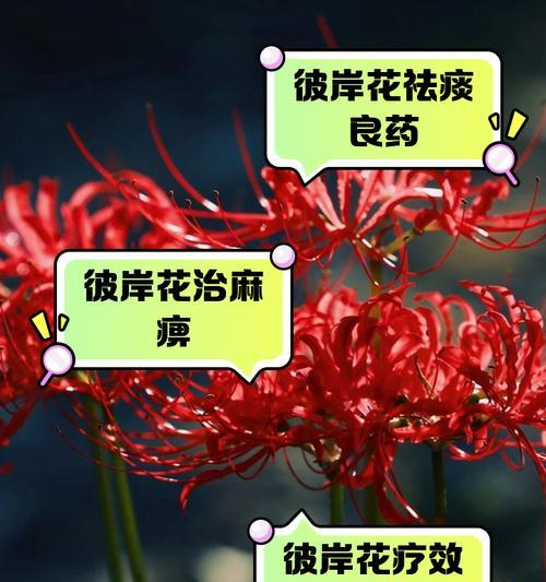 彼岸花的文化含义是什么？彼岸花代表什么寓意？