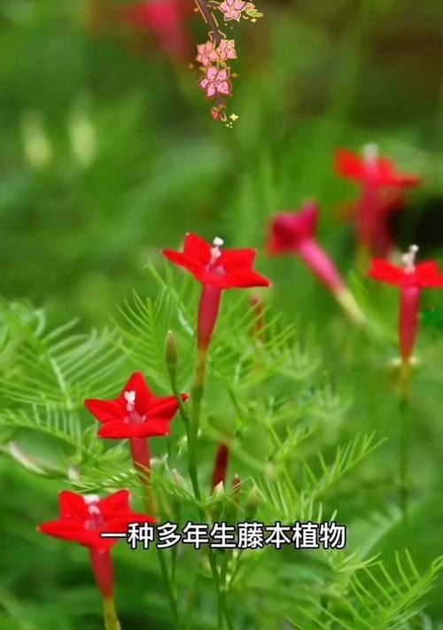 花语吉祥寓意有哪些？大全是什么？